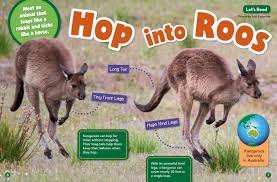 Image result for Reading Kangaroos