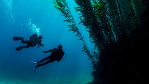 Image result for Deep and Wide Diving