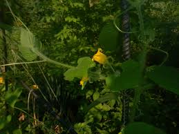 Attēlu rezultāti vaicājumam “Thladiantha dubia”