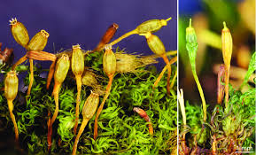 Attēlu rezultāti vaicājumam “Schistidium robustum sporophyte”