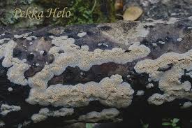 Attēlu rezultāti vaicājumam “Ceriporiopsis aneirina”