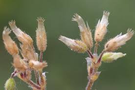 Attēlu rezultāti vaicājumam “Cerastium semidecandrum leaf”