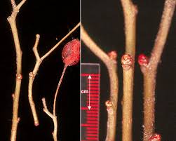 Attēlu rezultāti vaicājumam “Crataegus laevigata bud”