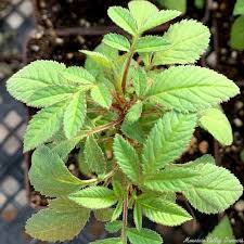 Attēlu rezultāti vaicājumam “Tagetes leaf”