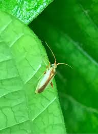 Attēlu rezultāti vaicājumam “Adelphocoris seticornis”