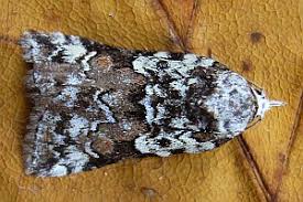 Attēlu rezultāti vaicājumam “Nycteola degenerana”