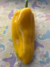 Afbeeldingsresultaat voor topepo giallo sweet pepper