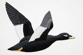 Attēlu rezultāti vaicājumam “Melanitta nigra male”