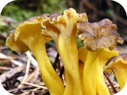 Attēlu rezultāti vaicājumam “Cantharellus lutescens”