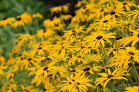 Image result for Rudbeckia Paradisio