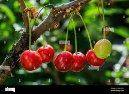 Attēlu rezultāti vaicājumam “Cerasus fruit”