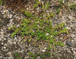 Attēlu rezultāti vaicājumam “Herniaria glabra flower”