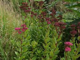 Attēlu rezultāti vaicājumam “Hylotelephium telephium flower”