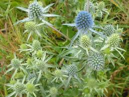 Image result for Edeldistel