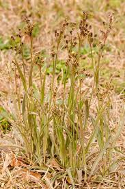Attēlu rezultāti vaicājumam “Luzula pilosa bud”