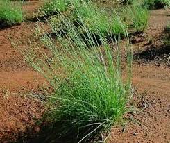 Image result for Fimbristylis dichotoma