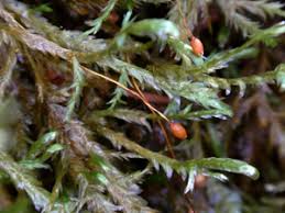 Attēlu rezultāti vaicājumam “Neckera complanata sporophyte”