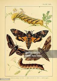 Attēlu rezultāti vaicājumam “Craniophora ligustri larva”