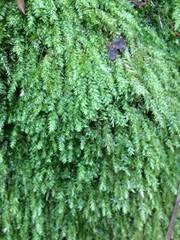 Attēlu rezultāti vaicājumam “Pseudotaxiphyllum elegans”