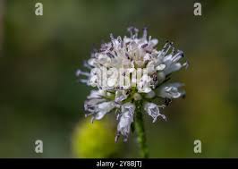 Image result for Dipsacus pilosus