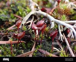 Attēlu rezultāti vaicājumam “Buxbaumia aphylla”