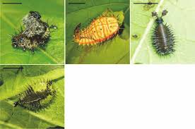 Attēlu rezultāti vaicājumam “Galerucella nymphaeae pupa”