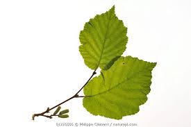 Attēlu rezultāti vaicājumam “Corylus avellana leaf”