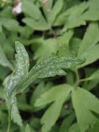 Attēlu rezultāti vaicājumam “Ochropsora ariae”