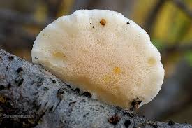 Attēlu rezultāti vaicājumam “Tyromyces chioneus”