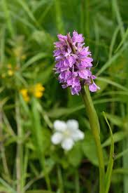 Attēlu rezultāti vaicājumam “Dactylorhiza incarnata leaf”