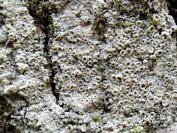 Attēlu rezultāti vaicājumam “Thelotrema lepadinum”