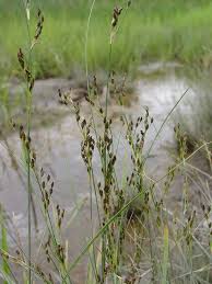Attēlu rezultāti vaicājumam “Juncus gerardii leaf”