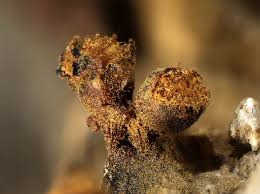 Attēlu rezultāti vaicājumam “Trichia botrytis var. cerifera”