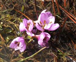 Attēlu rezultāti vaicājumam “Colchicum szovitsii subsp. szovitsii”