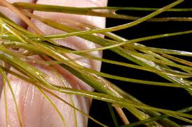 Attēlu rezultāti vaicājumam “Stuckenia pectinata”