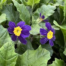 Attēlu rezultāti vaicājumam “Primula farinosa leaf”