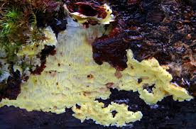 Attēlu rezultāti vaicājumam “Flaviporus citrinellus”