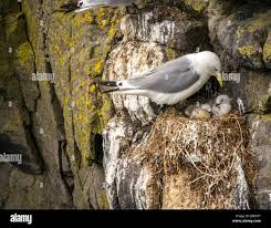 Attēlu rezultāti vaicājumam “Rissa tridactyla nest”