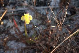 Attēlu rezultāti vaicājumam “Utricularia minor flower”
