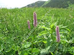 Attēlu rezultāti vaicājumam “Bistorta major”