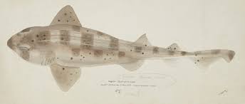 Image result for Cephaloscyllium laticeps