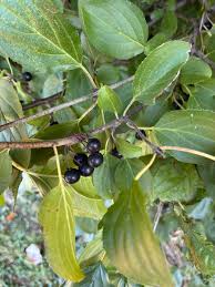 Attēlu rezultāti vaicājumam “Rhamnus cathartica fruit”