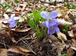 Attēlu rezultāti vaicājumam “Viola hirta”