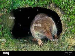 Attēlu rezultāti vaicājumam “Sorex araneus”