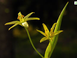 Attēlu rezultāti vaicājumam “Gagea lutea”