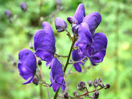 Attēlu rezultāti vaicājumam “Aconitum napellus”