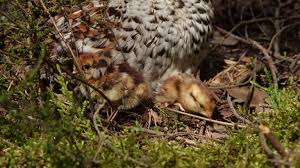 Attēlu rezultāti vaicājumam “Tetrastes bonasia eggs”