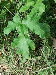 Image result for Heracleum sphondylium