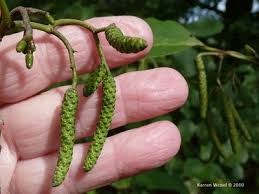 Attēlu rezultāti vaicājumam “Alnus glutinosa female flower”