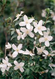 Attēlu rezultāti vaicājumam “Philadelphus lemoinei flower”